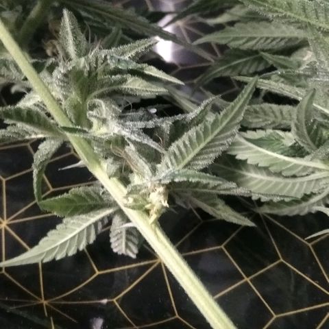 AK-47 growlog photo: Abbruch