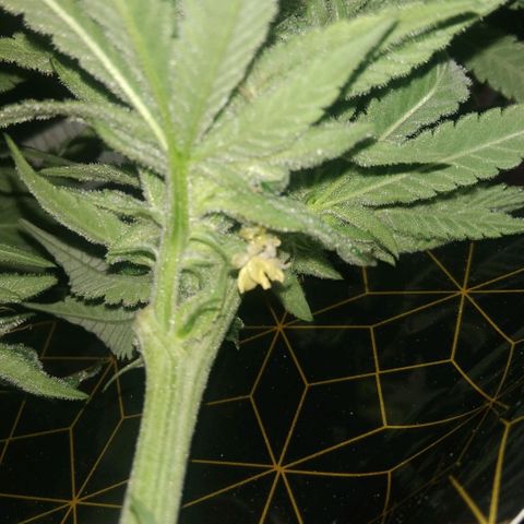 AK-47 growlog photo: Abbruch