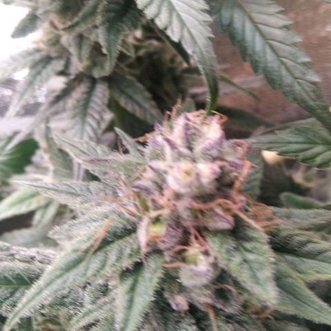 AK-47 growlog photo: Abbruch