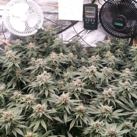 AK-47 growlog photo: Abbruch