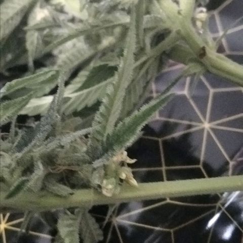 AK-47 growlog photo: Abbruch