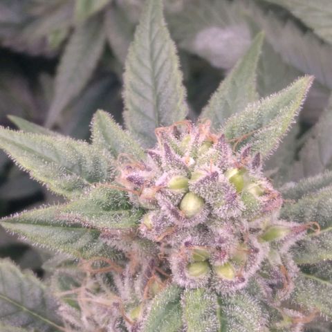 AK-47 growlog photo: Zwitter