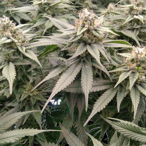 AK-47 growlog photo: ZWITTER ERKANNT