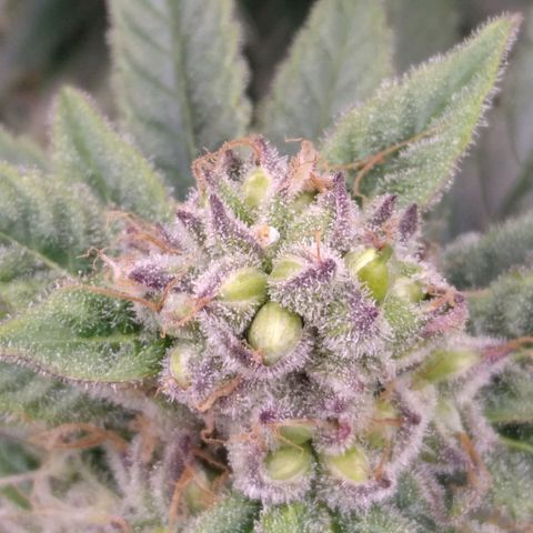 AK-47 growlog photo: ZWITTER ERKANNT