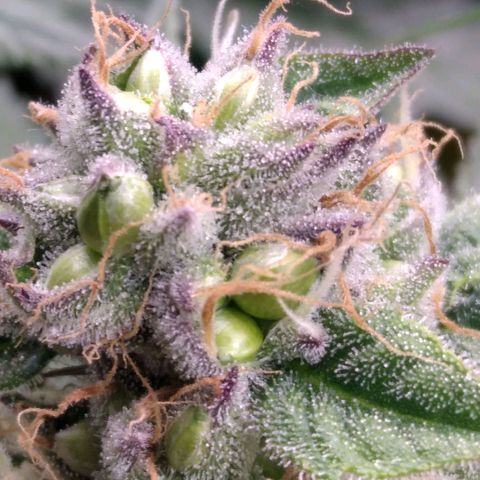 AK-47 growlog photo: ZWITTER ERKANNT