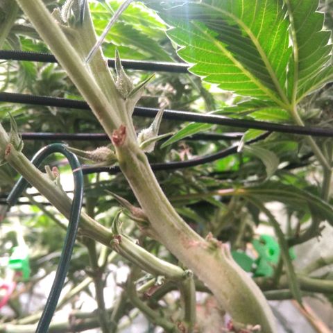 AK-47 growlog photo: Zwitter
