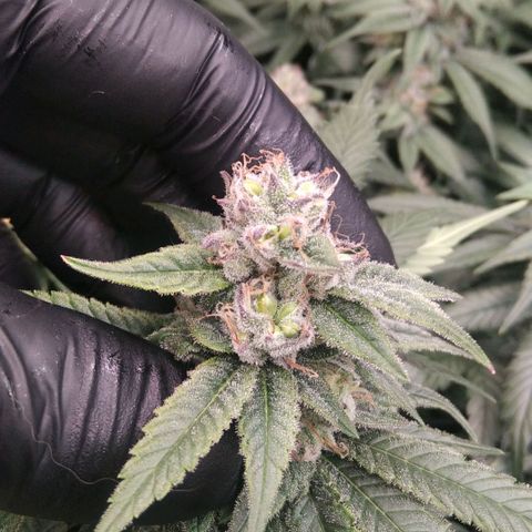 AK-47 growlog photo: Abbruch