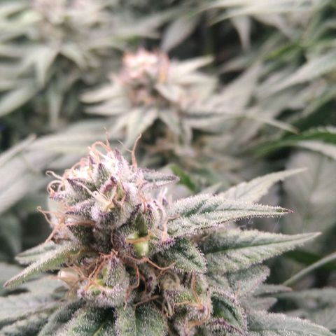 AK-47 growlog photo: Abbruch