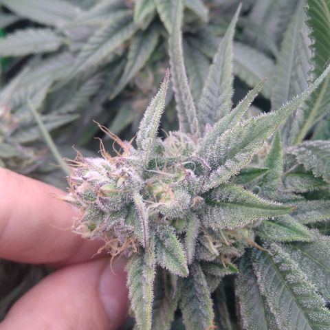 AK-47 growlog photo: Zwitter