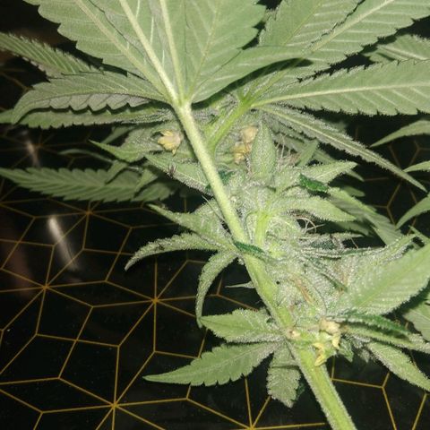 AK-47 growlog photo: Abbruch