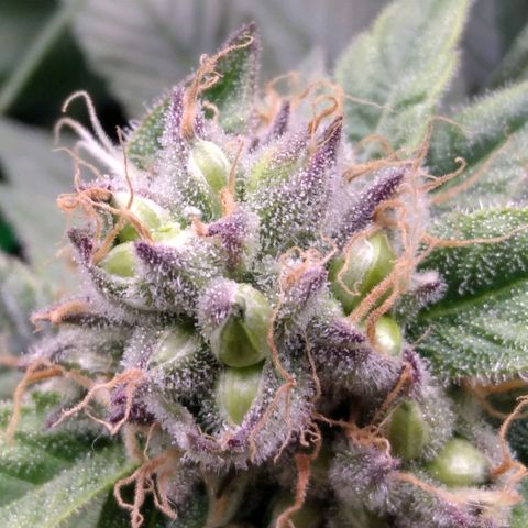 AK-47 growlog photo: ZWITTER ERKANNT