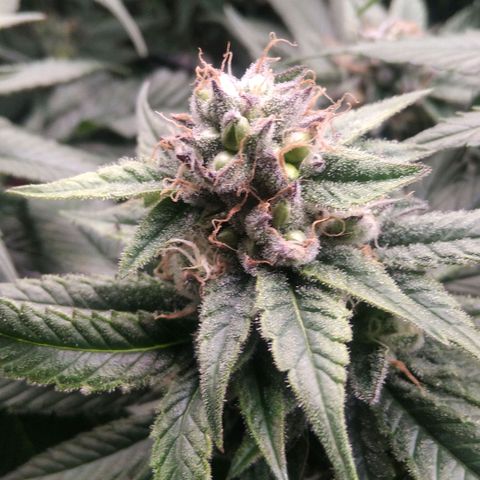 AK-47 growlog photo: Abbruch