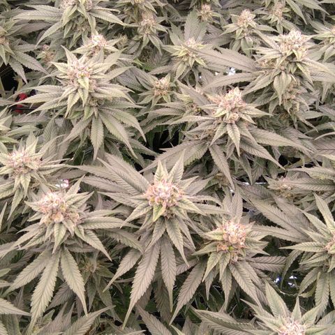 AK-47 growlog photo: ZWITTER ERKANNT