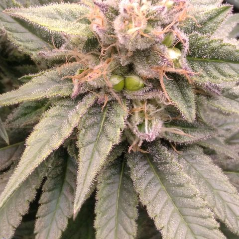 AK-47 growlog photo: ZWITTER ERKANNT