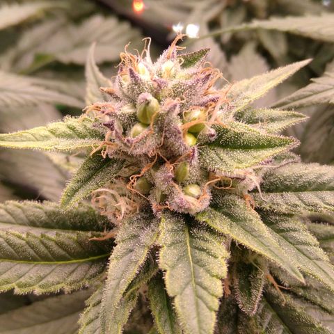 AK-47 growlog photo: ZWITTER ERKANNT