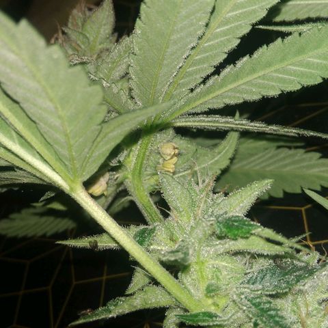 AK-47 growlog photo: Abbruch