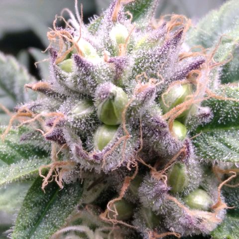 AK-47 growlog photo: ZWITTER ERKANNT