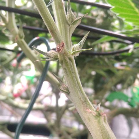 AK-47 growlog photo: Zwitter