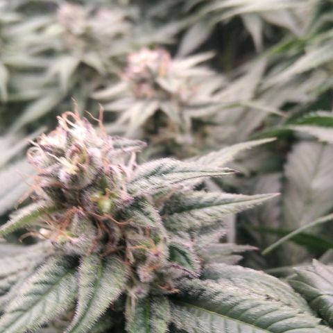 AK-47 growlog photo: Abbruch