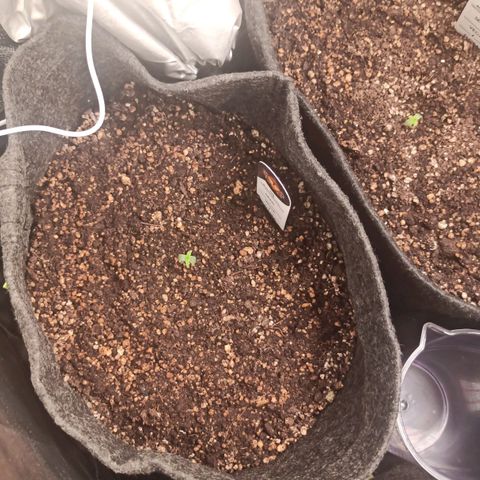 Amnesia Amazon Haze Auto 2 growlog timeline photo