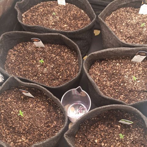 Amnesia Amazon Haze Auto 2 growlog timeline photo