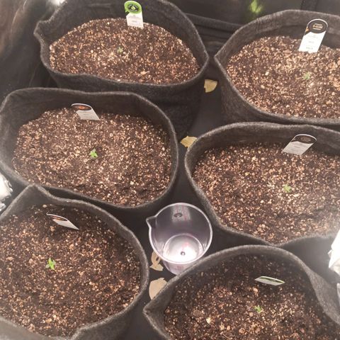 Amnesia Amazon Haze Auto 2 growlog timeline photo