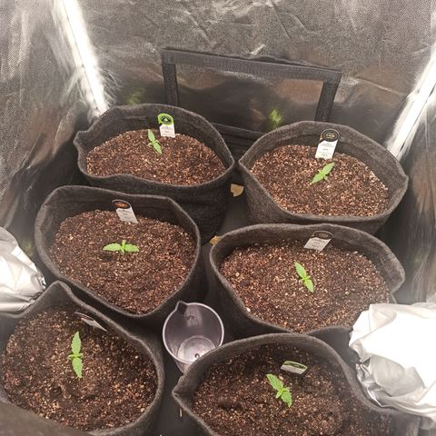 Amnesia Amazon Haze Auto 2 growlog timeline photo