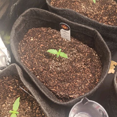 Amnesia Amazon Haze Auto 2 growlog timeline photo