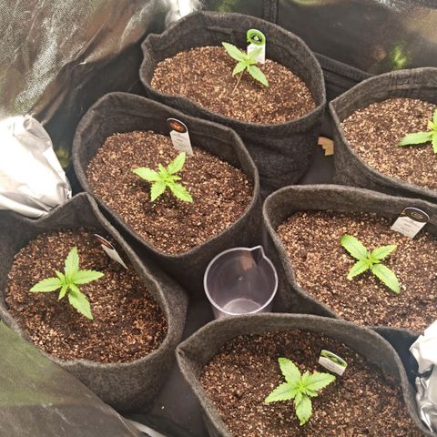 Amnesia Amazon Haze Auto 2 growlog timeline photo