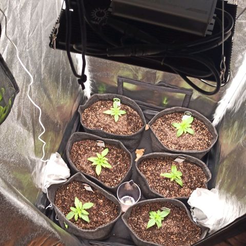 Amnesia Amazon Haze Auto 2 growlog timeline photo
