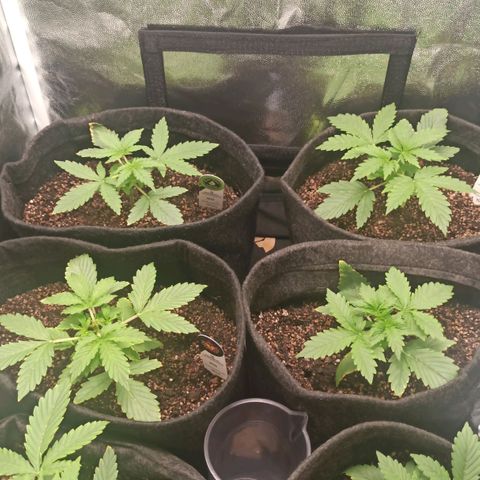 Amnesia Amazon Haze Auto 2 growlog timeline photo