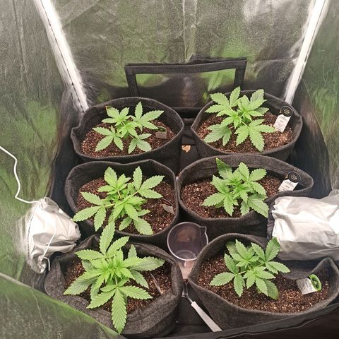 Amnesia Amazon Haze Auto 2 growlog timeline photo