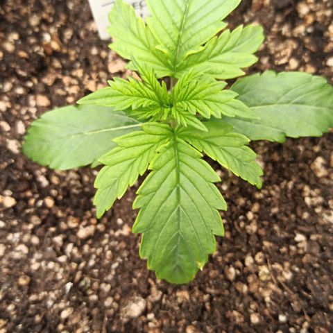 Amnesia Amazon Haze Auto 3 growlog photo: Teste de método de rega, 400ml todos os dias, no terceiro dia as folhas murcharam. O teste foi feito devido a suspeita de overfert no solo tropikali automático.
Algumas plantas seguem queimando as pontas, uma coisa que alterei foi colocar água com ph mais baixo, 5.8, para que o pH do solo se regule entre 7 e 7.4.