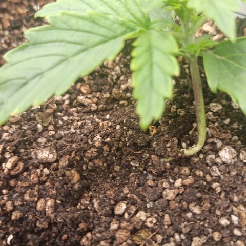 Amnesia Amazon Haze Auto 3 growlog photo: Plantas começam a reagir após os dias seguidos de rega, aparentemente o excesso de água que havia feito elas murcharem um pouco.
