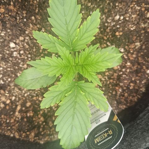 Amnesia Amazon Haze Auto 3 growlog photo: Plantas começam a reagir após os dias seguidos de rega, aparentemente o excesso de água que havia feito elas murcharem um pouco.