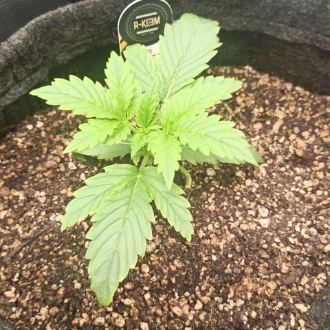 Amnesia Amazon Haze Auto 3 growlog timeline photo