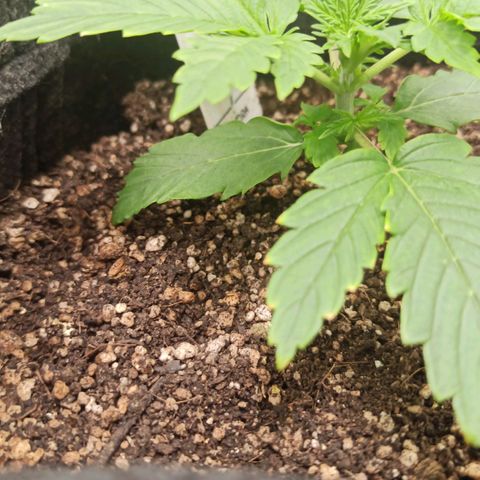 Amnesia Amazon Haze Auto 3 growlog timeline photo