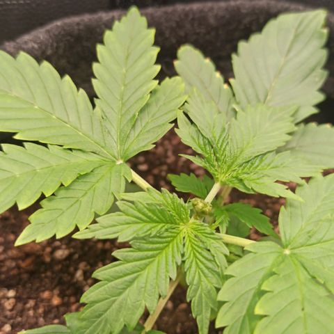 Amnesia Amazon Haze Auto 3 growlog photo: Dia de poda. Rega com água 5.8 de ph. pH do solo em 7.7 nesta planta.