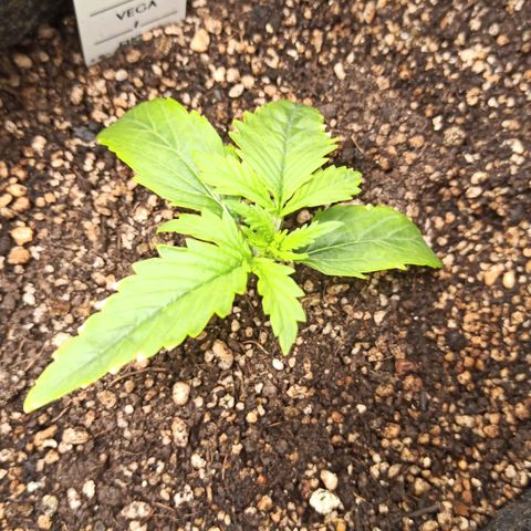 Amnesia Amazon Haze Auto 2 growlog photo: Planta estava muito rasteira, colocado uma escora por alguns dias para reforçar o caule.