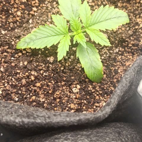 Amnesia Amazon Haze Auto 2 growlog timeline photo