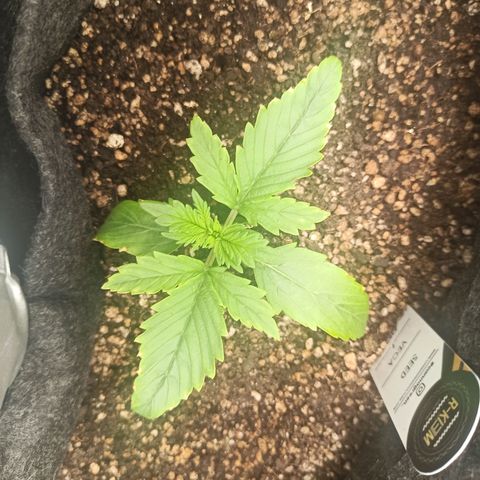 Amnesia Amazon Haze Auto 2 growlog timeline photo