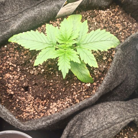 Amnesia Amazon Haze Auto 2 growlog timeline photo