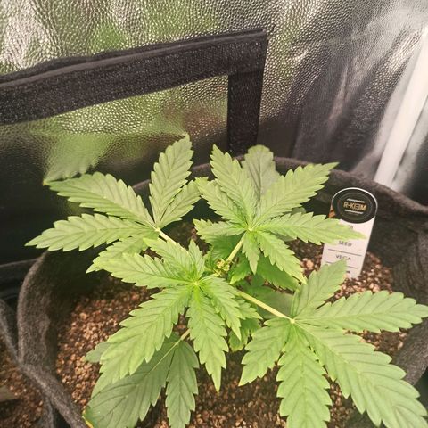 Amnesia Amazon Haze Auto 3 growlog timeline photo