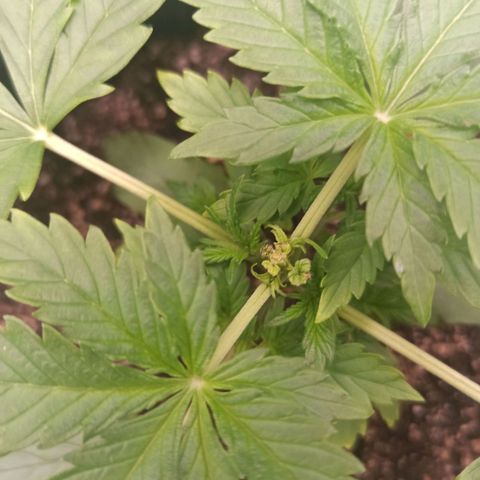 Amnesia Amazon Haze Auto 3 growlog timeline photo