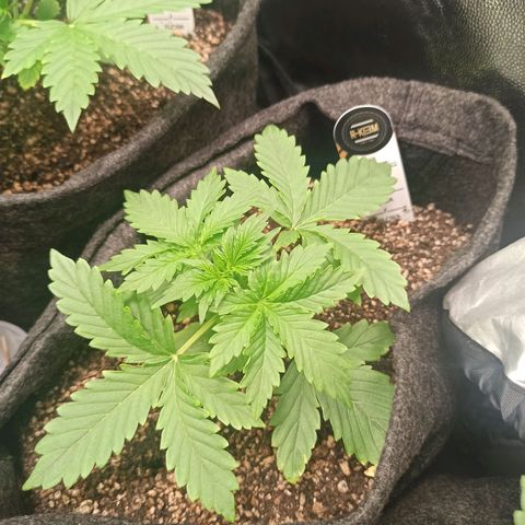 Amnesia Amazon Haze Auto 2 growlog timeline photo