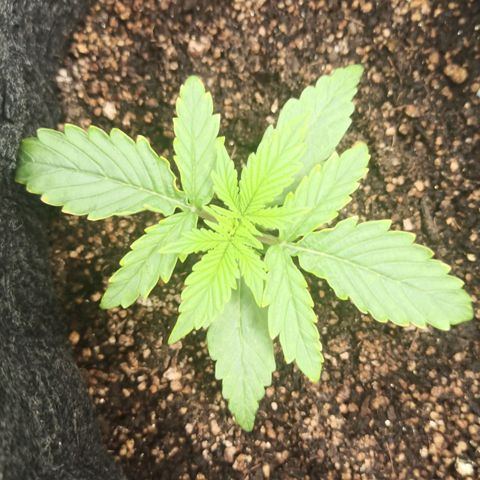Latitud Sur Auto 2 growlog timeline photo
