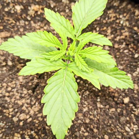 Latitud Sur Auto 2 growlog timeline photo