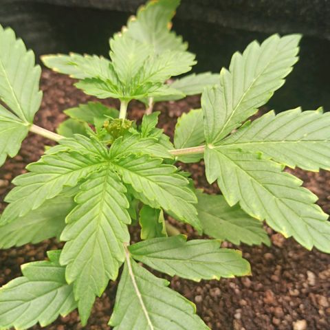 Latitud Sur Auto 2 growlog timeline photo