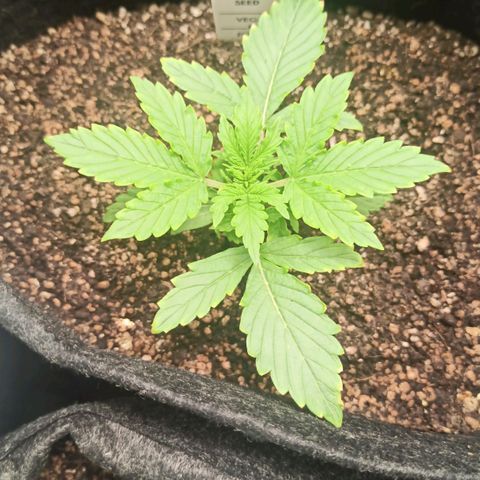 Latitud Sur Auto 2 growlog timeline photo