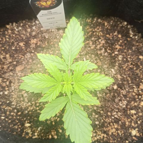 Latitud Sur Auto 2 growlog timeline photo